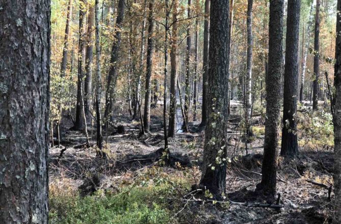 От непотушенного окурка в Соликамском городском округе выгорело 140 гектаров